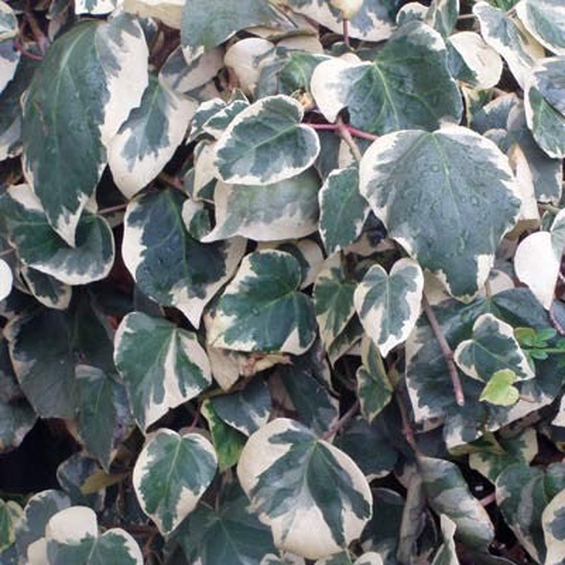 Hedera can.Gloire de Marengo