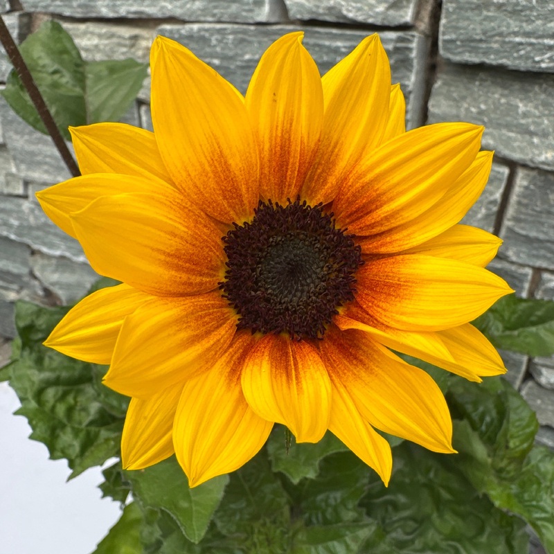 Helianthus Suinbelieve C5 50cm