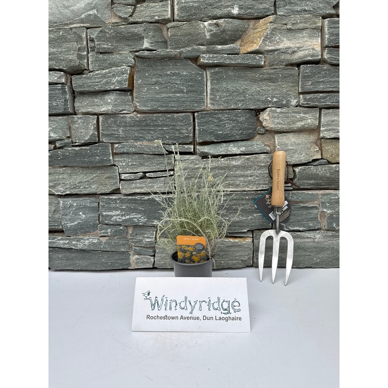 Herb Curry Plant 10.5cm