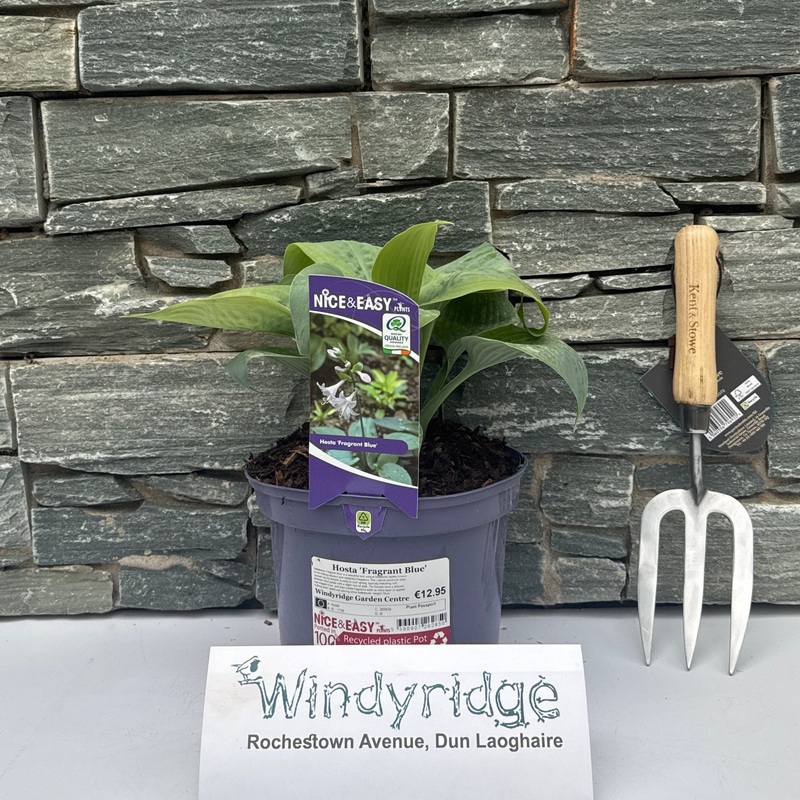 Hosta Fragrant Blue