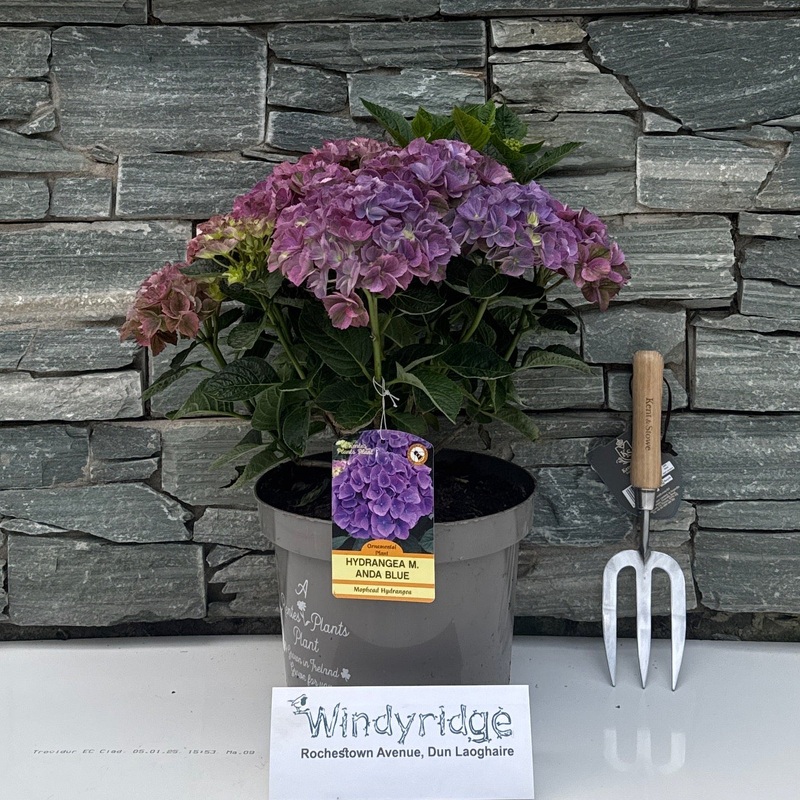 HYDRANGEA M. ANDA BLUE