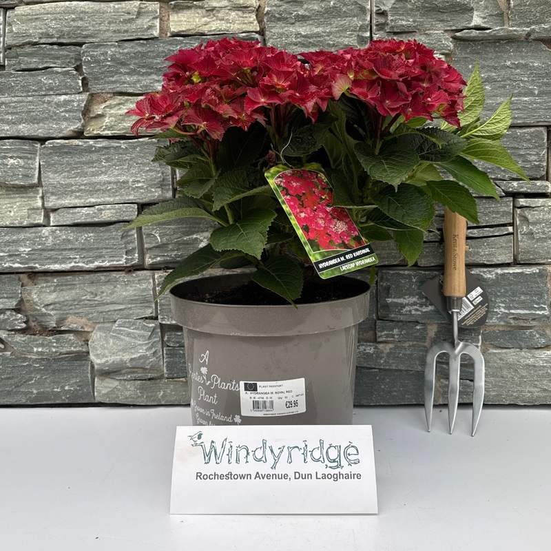 HYDRANGEA M. ROYAL RED