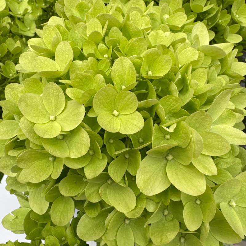 Hydrangea Paniculata Gardenlights Mix C5 50cm