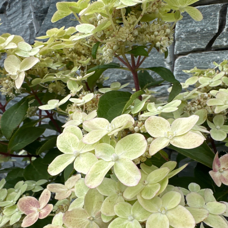 Hydrangea Paniculata Switch Ophelia Stem 60cm