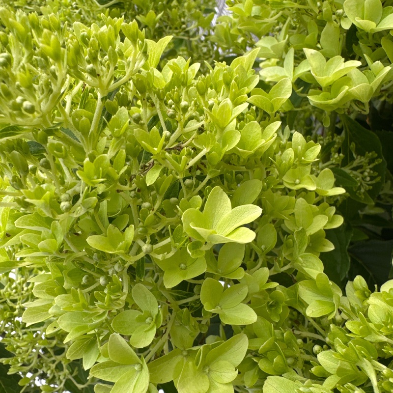 Hydrangea Skyfall P36