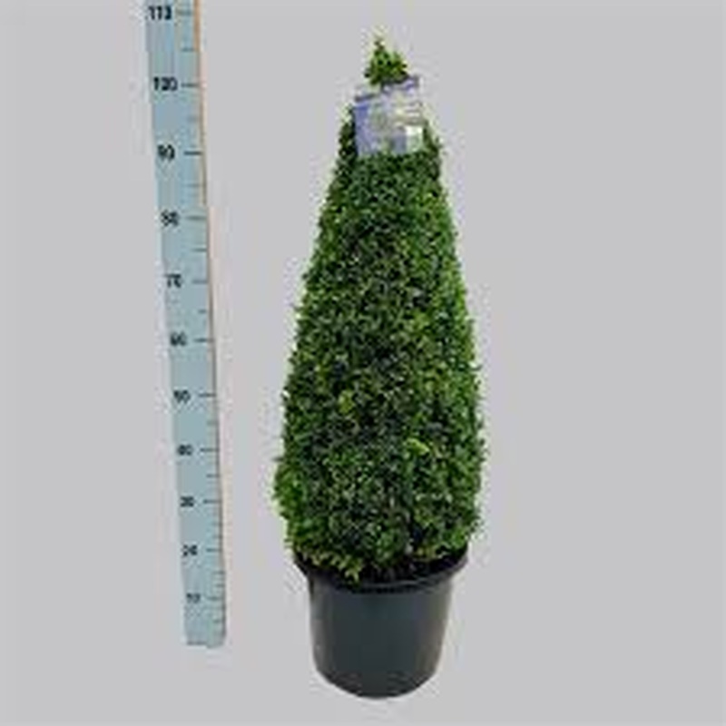 Ilex cr. Caroline Upright 70-80 CM Pyr D10