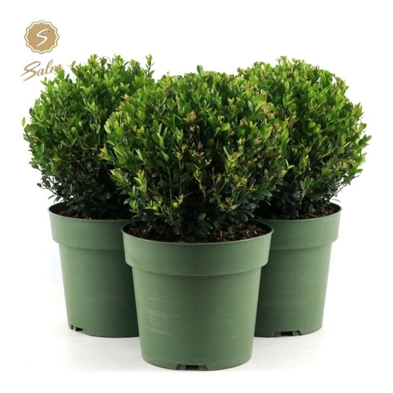 Ilex crenata Jenny  25 CM BALL C4