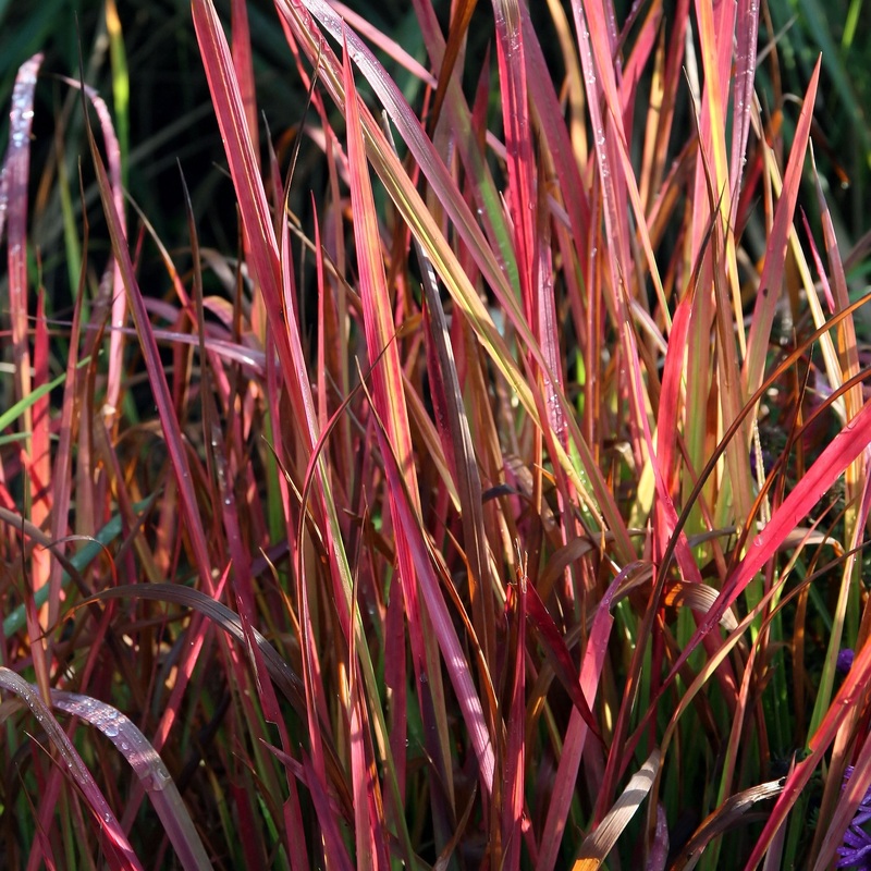 Imperata Red Baron P17