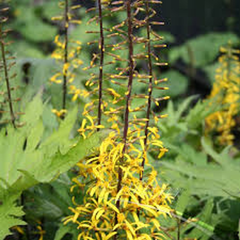 Ligularia przewalskii