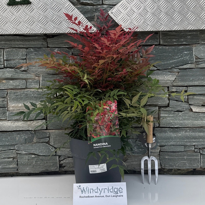 Nandina dom. Obsessed  40-50 CM C10