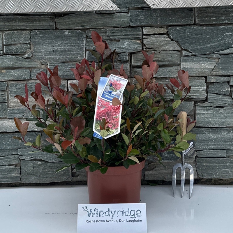 Photinia fras. Little Red Robin  5 Ltr pot