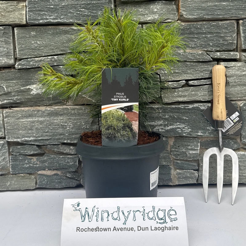 Pinus strobus Tiny Curls  25-30 CM C3