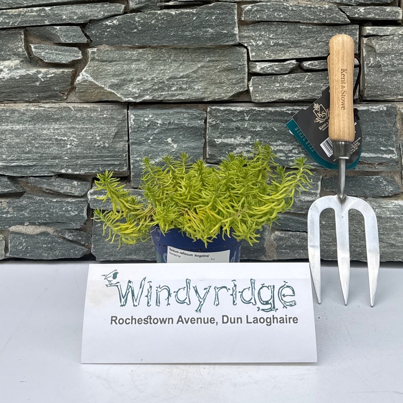 Sedum reflexum Angelina  P12