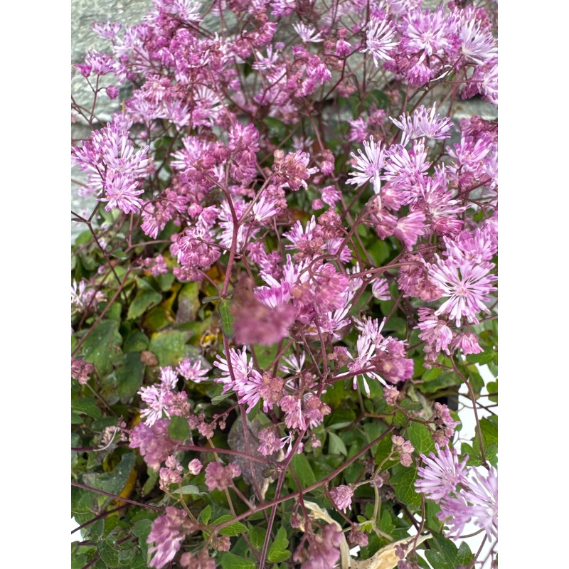 THALICTRUM kiusianum