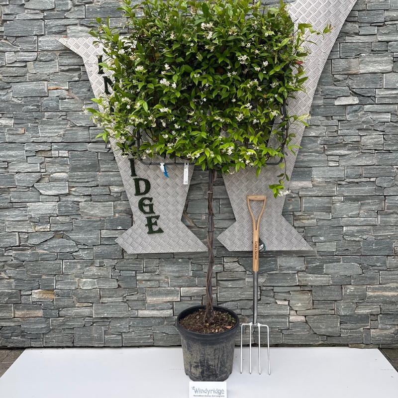 TRACHELOSPERMUM jasminoides Pleached 1,00   30L