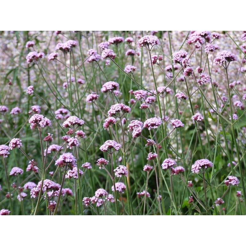VERBENA bon. Meteor Shower