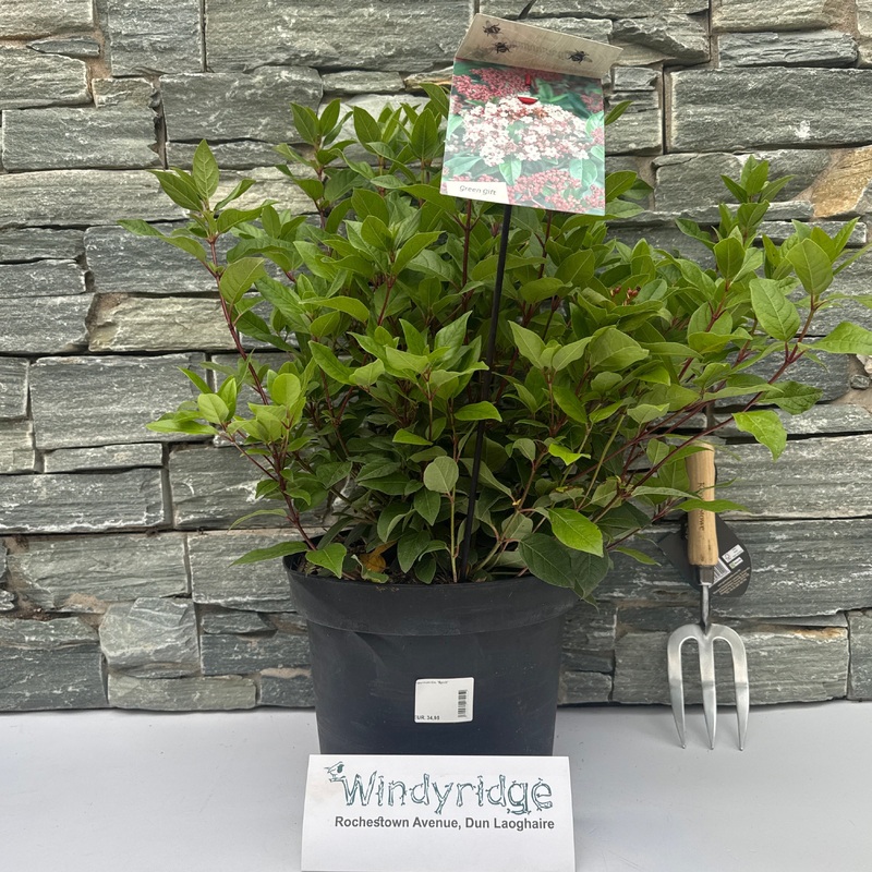 Viburnum tin. Spirit