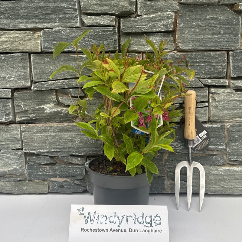 Weigela florida Moulin Rouge  2 Ltr pot
