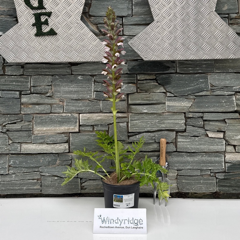 ACANTHUS h. White Lips