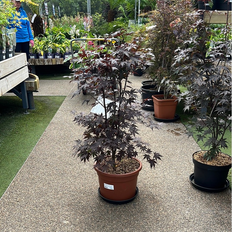 Acer palmatum Bloodgood  80-100 CM C15