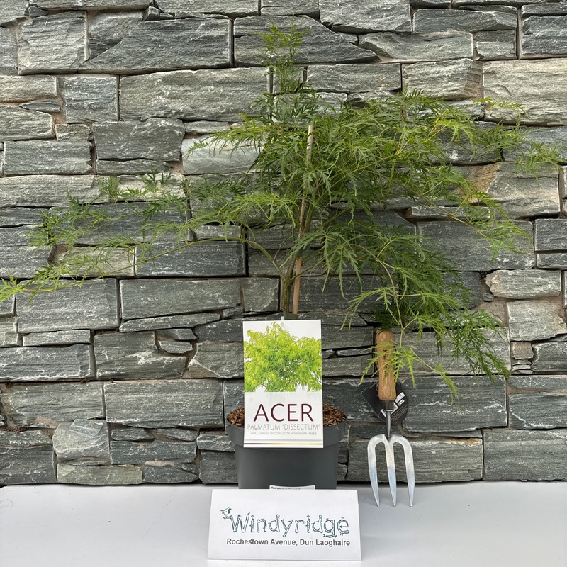 Acer palmatum Dissectum  4 Ltr pot