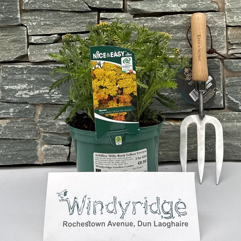 Achillea Milly Rock Yellow Terraco