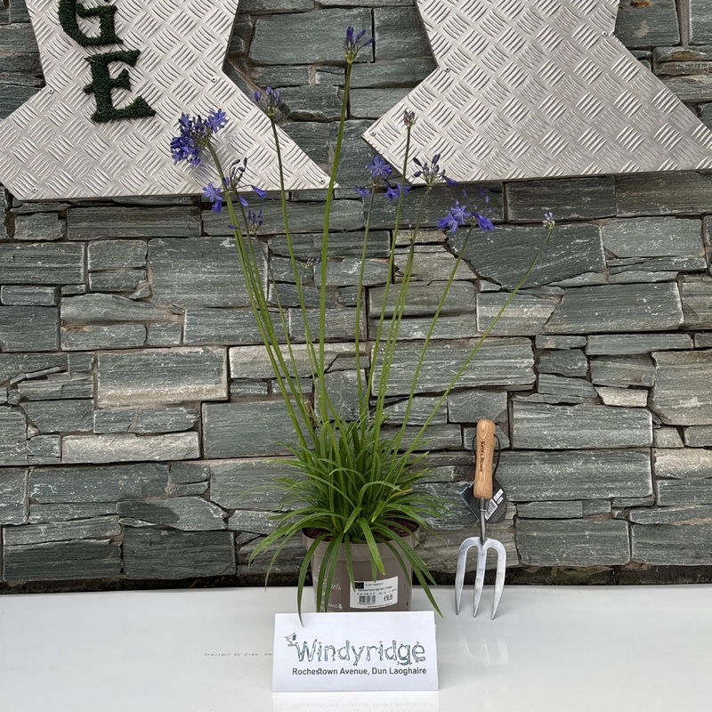 AGAPANTHUS WINTER STORM