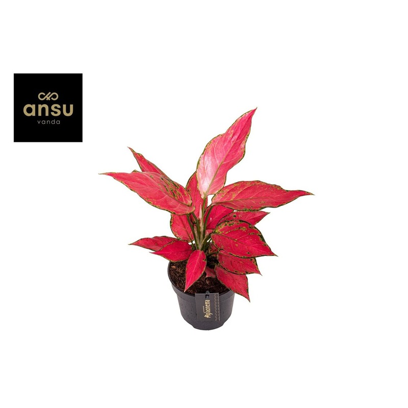 Aglaonema Cherry Baby   P12