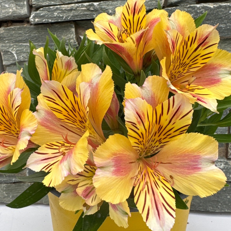 Alstroemeria Colorita Sara 3ltr pot