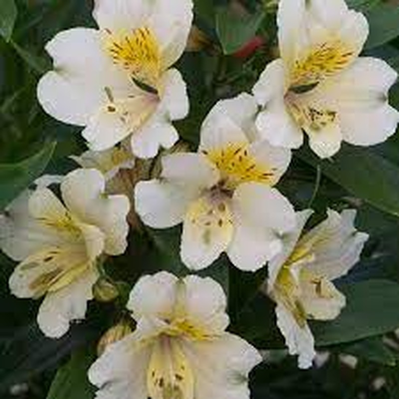 ALSTROEMERIA sp. Summer Snow