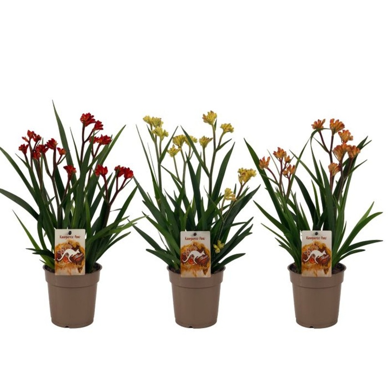 Anigozanthos Beauty Red   P12