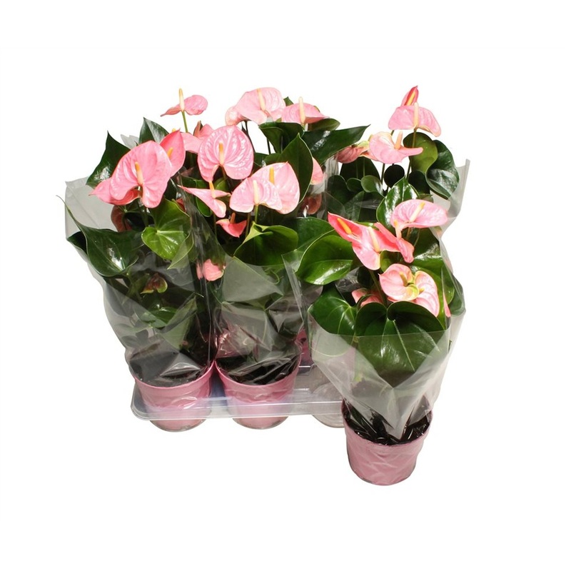 Anthurium and. Sweet Leny  P17