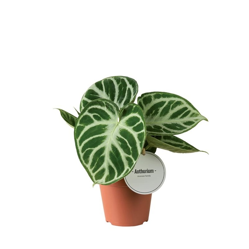 Anthurium Silver Blush  P12
