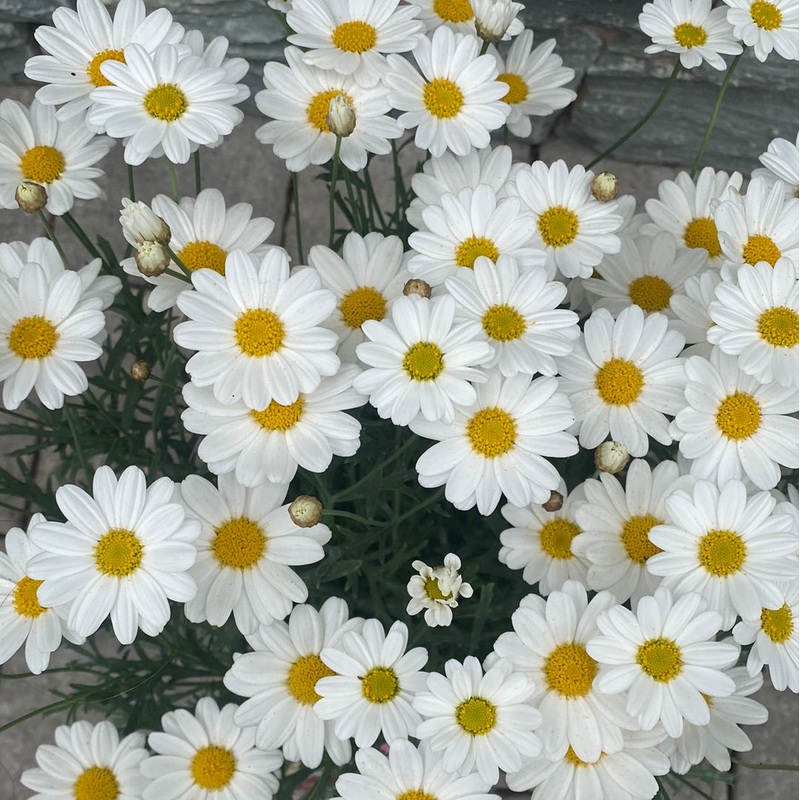 Argyranthemum White