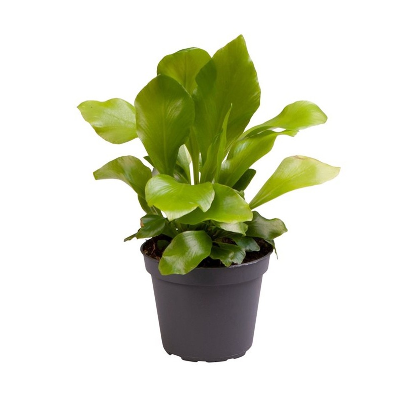 Asplenium nidus  6 cm pot