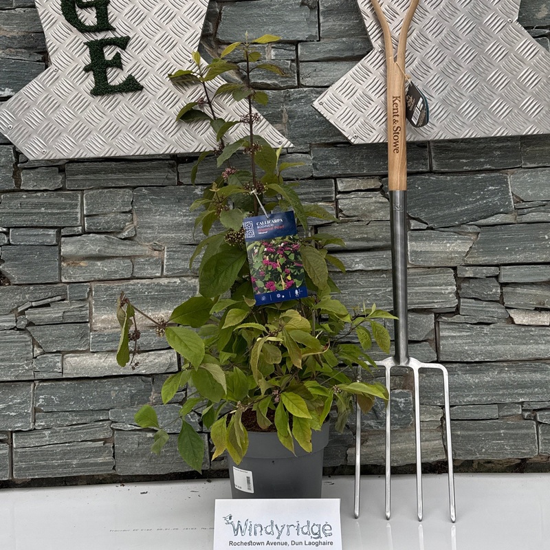 Callicarpa bod. Imperial Pearl