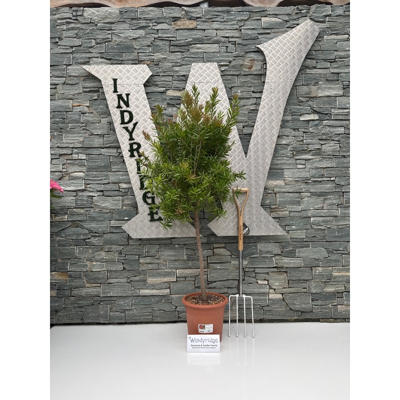 CALLISTEMON masotti Mini Red Half Std.