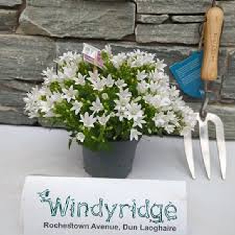 Campanula Ambella Intense White  P12