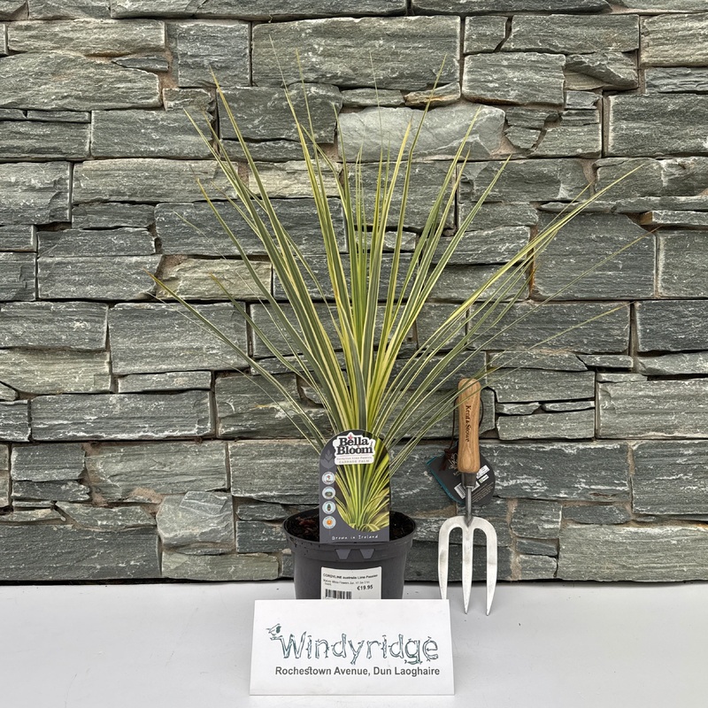 CORDYLINE australis Lime Passion
