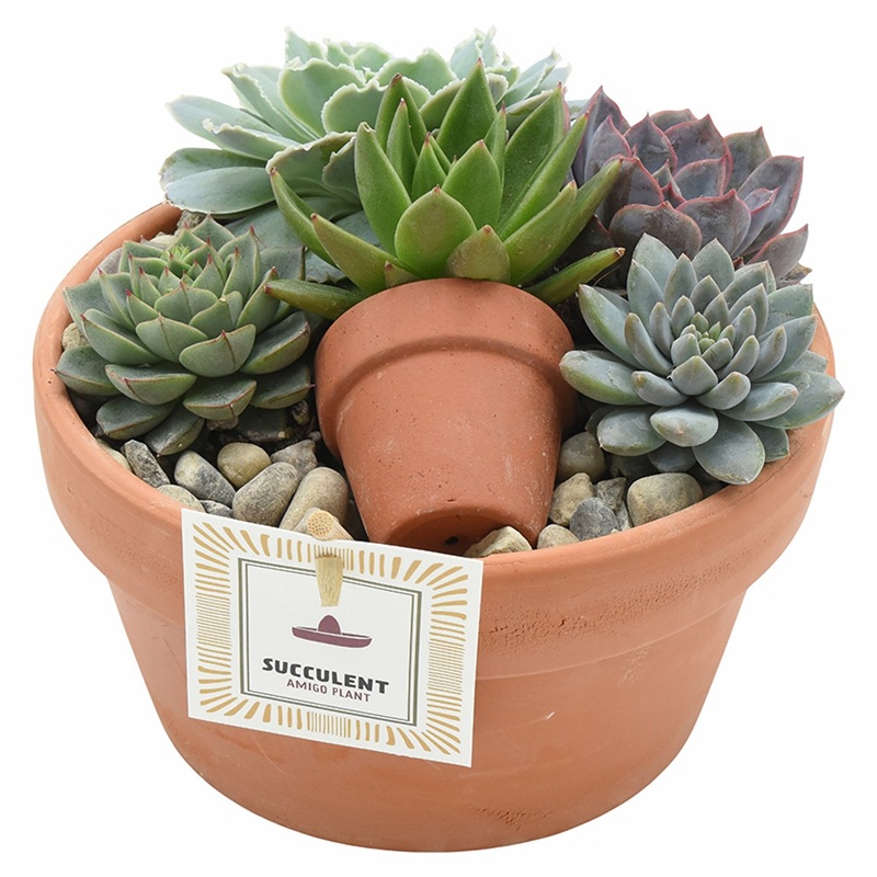 Echeveria arrangement  Terracotta pot 17 cm