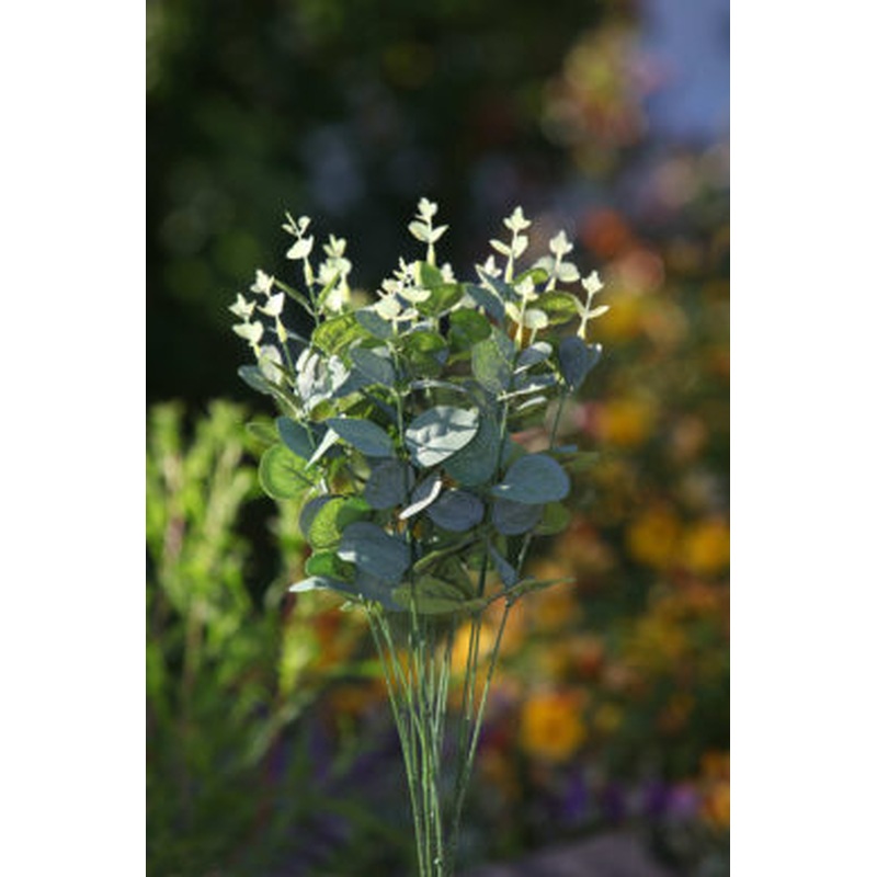 Eucalyptus Bunch Green