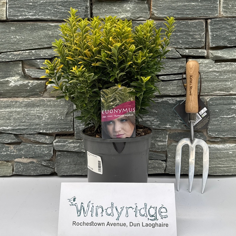 Euonymus jap. Microphyl. Aureovar