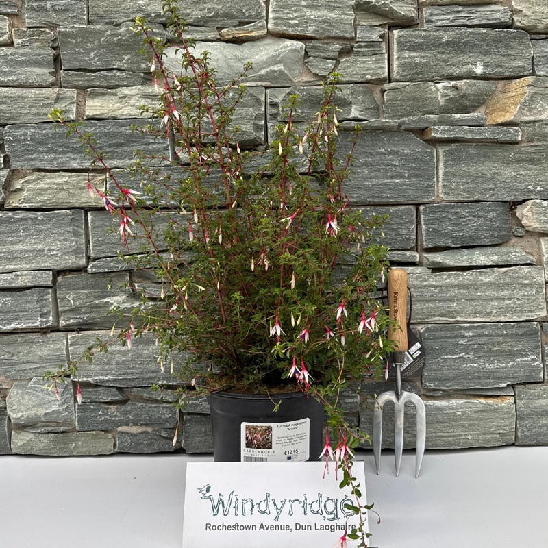 FUCHSIA magellanica Arauco