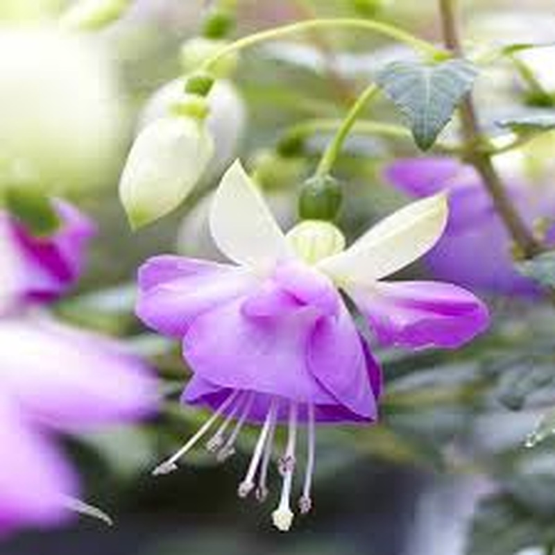 FUCHSIA x Blue Sarah