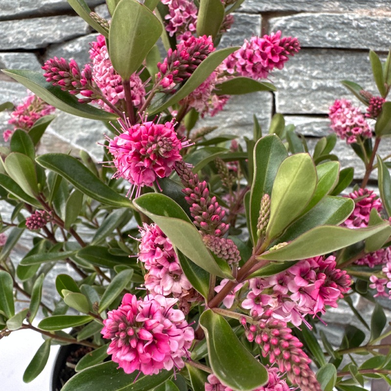 Hebe All Blooms Ria  2 Ltr pot