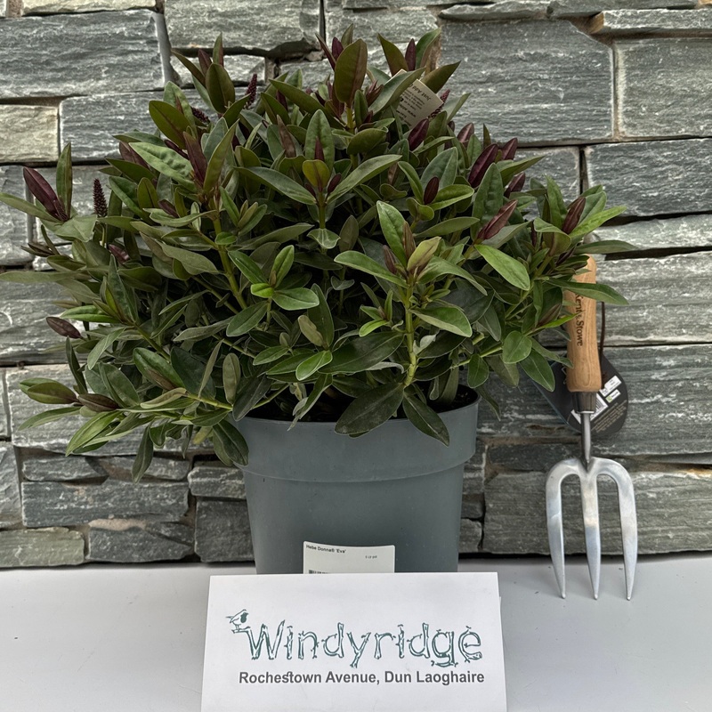 Hebe Donna Eva  5 Ltr pot