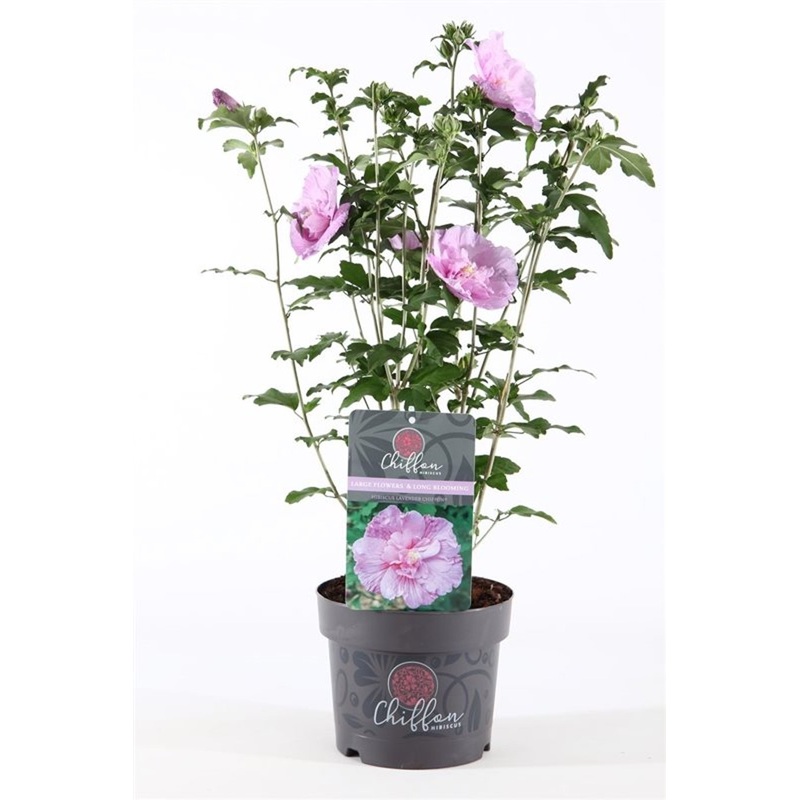 Hibiscus syr. Lavender Chiffon  3 Ltr pot