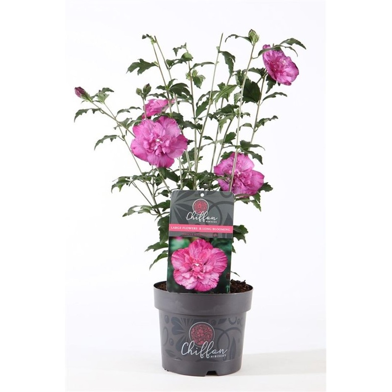 Hibiscus syr. Magenta Chiffon  3 Ltr pot
