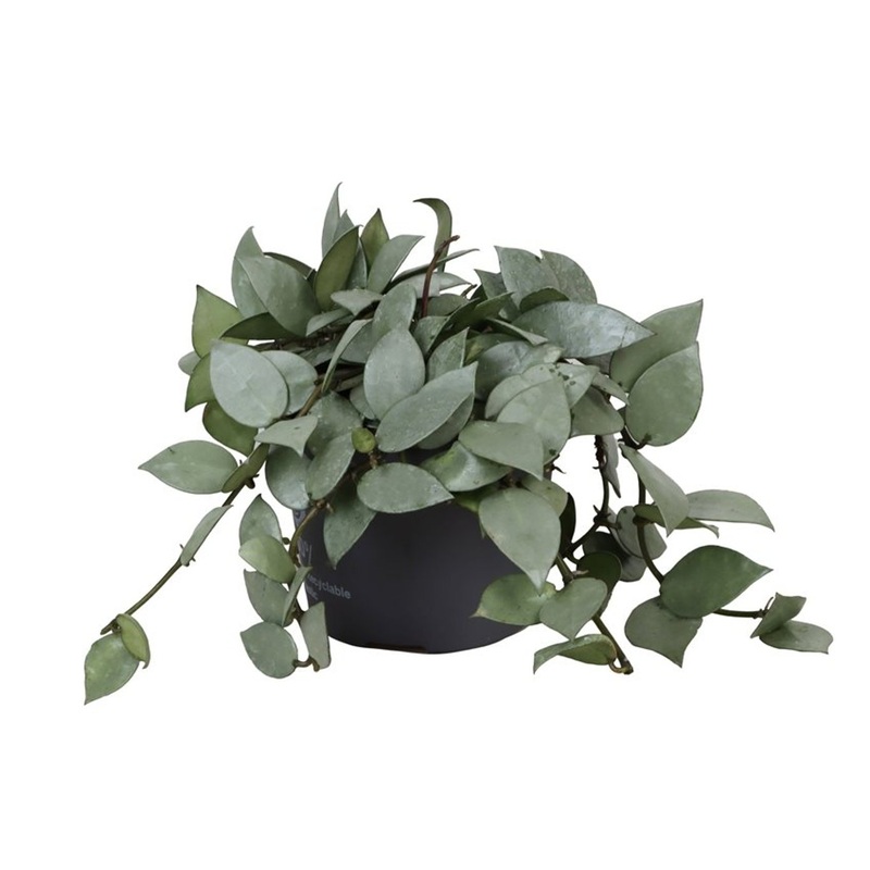 Hoya krohniana Eskimo  P12