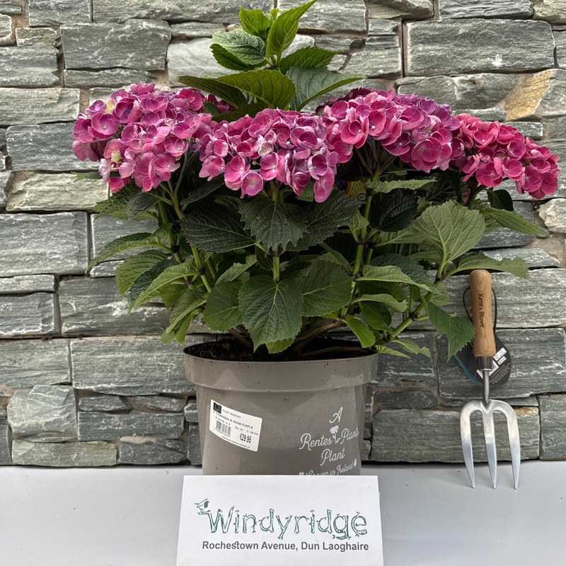 HYDRANGEA M. ROSIE PURPLE
